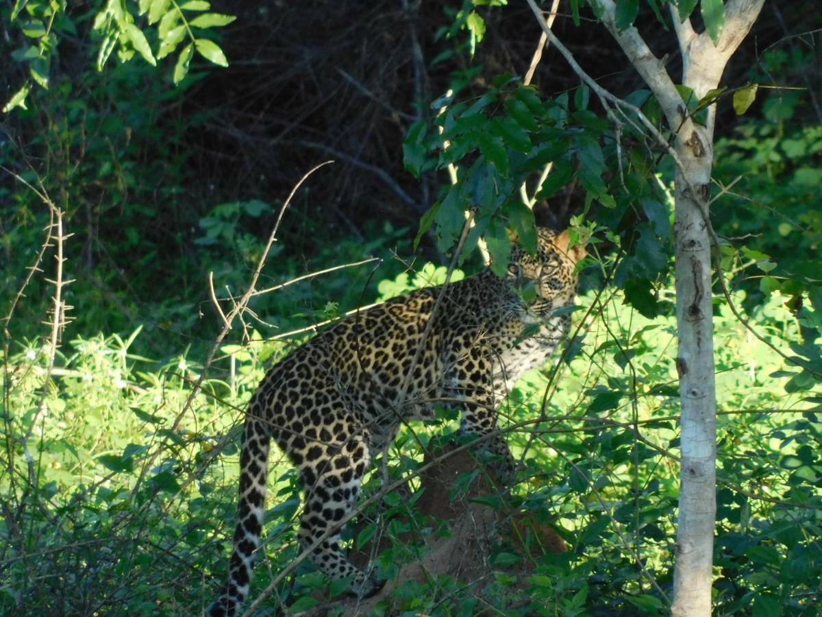 Yala Avian Eye Safari Διαμέρισμα Buttala Εξωτερικό φωτογραφία